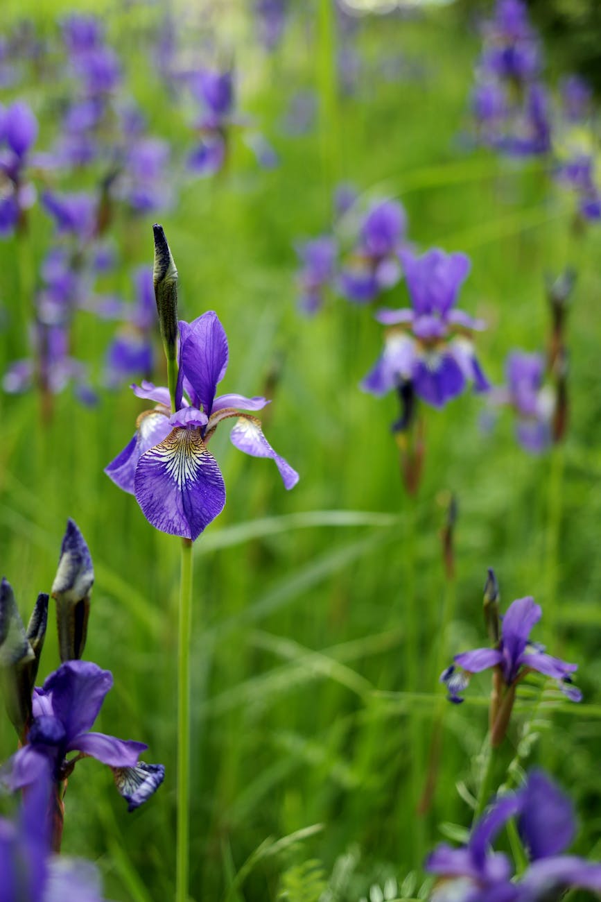 beautiful blooming purple irises in the field